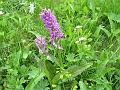 08_Orchis incarnat_2